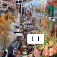 おやつを見て笑顔を見せる犬