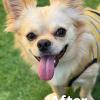 満面の笑みを浮かべる、服を着たチワワ