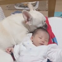 赤ちゃんに寄り添うロイちゃん7