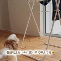 おもちゃを干した時のちゃぽちゃん6