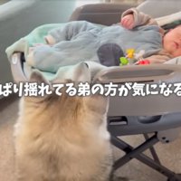 赤ちゃんを覗き込む犬