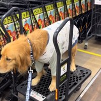 カートを間違えたならちゃん