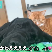 2匹とも可愛すぎる♡