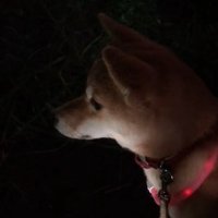 チャイムの音に耳を澄ます柴犬
