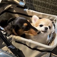 チワワに鼻を近づけるダックス
