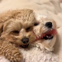 くっついて眠る小型犬達