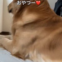 上半身を起こす犬