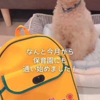 すいーぶ君の変化8