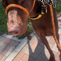 飼い主さんを見るよもぎくん