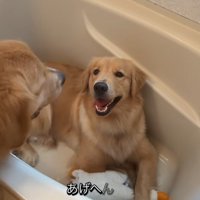 浴槽の中の大型犬に声をかける大型犬
