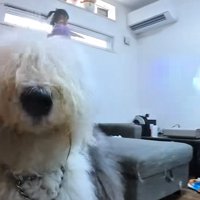 お菓子を待っている大型犬