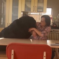 お母さんと真っ黒の超大型犬3