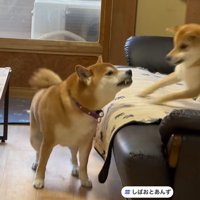 あんずちゃんもびっくり