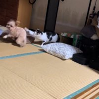 ビビちゃんを遊びに誘うイヴちゃん5