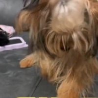 さっきとは逆の前足で鍵盤を押す犬