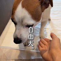 下を向く犬1