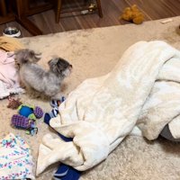 パパを探すピーターくん