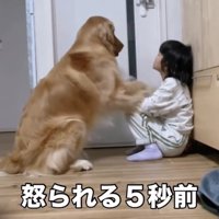 前足を上げる犬