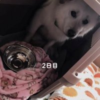 クレートの中で不安げに座る犬