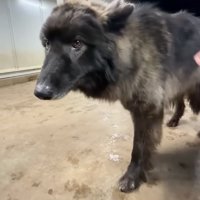 自分から上目遣いで近寄ってくる犬