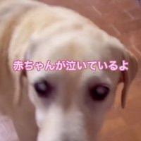 心配そうなベルちゃん