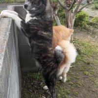 立ち上がって外を見る犬