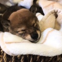 タオルの上でスヤスヤと眠る子犬