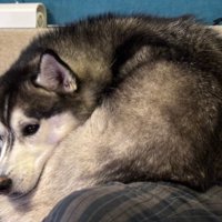 お膝の上で丸まるムイちゃん