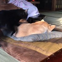 「ちょっと通るにゃ♪」