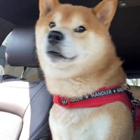 驚いたような表情の犬