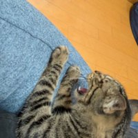 シャー