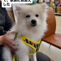 家族として迎え入れることを決意