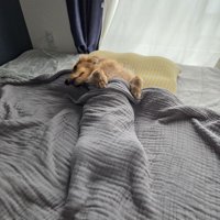 ダックス