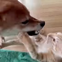 喧嘩する犬と子猫