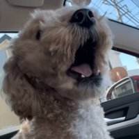 鳴き出す犬