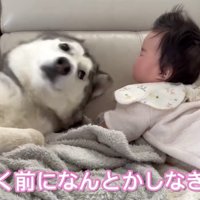 赤ちゃんの様子を見つめる犬