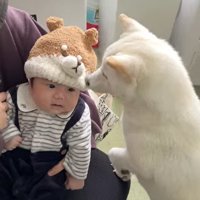 おまめちゃんと赤ちゃんの別れ4