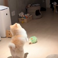 シュールなポポちゃん