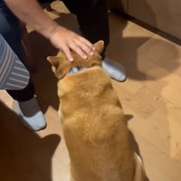 水を飲まないロンくん