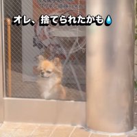 外を眺める犬