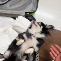 スーツケースに入っている小型犬