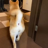 軽やかな足取りで玄関へ