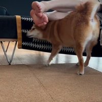 頭から飼い主さんの足元をくぐる犬