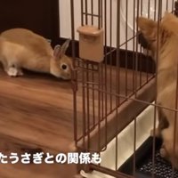 モコちゃんとも仲良しに