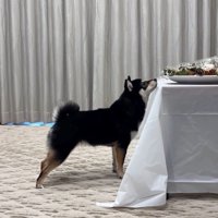 美味しそうな匂いをクンクン…