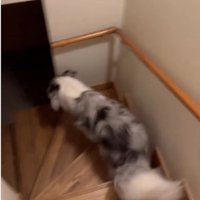 階段を降りる犬