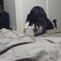 ベッドから降りる白黒模様の犬