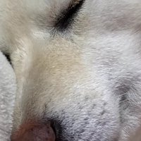 まるで人間みたいな寝姿