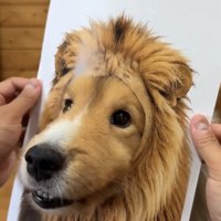 ライオンのパネルから顔を出す犬