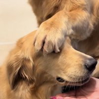 目に被せて頭に手を乗せられるゴールデン